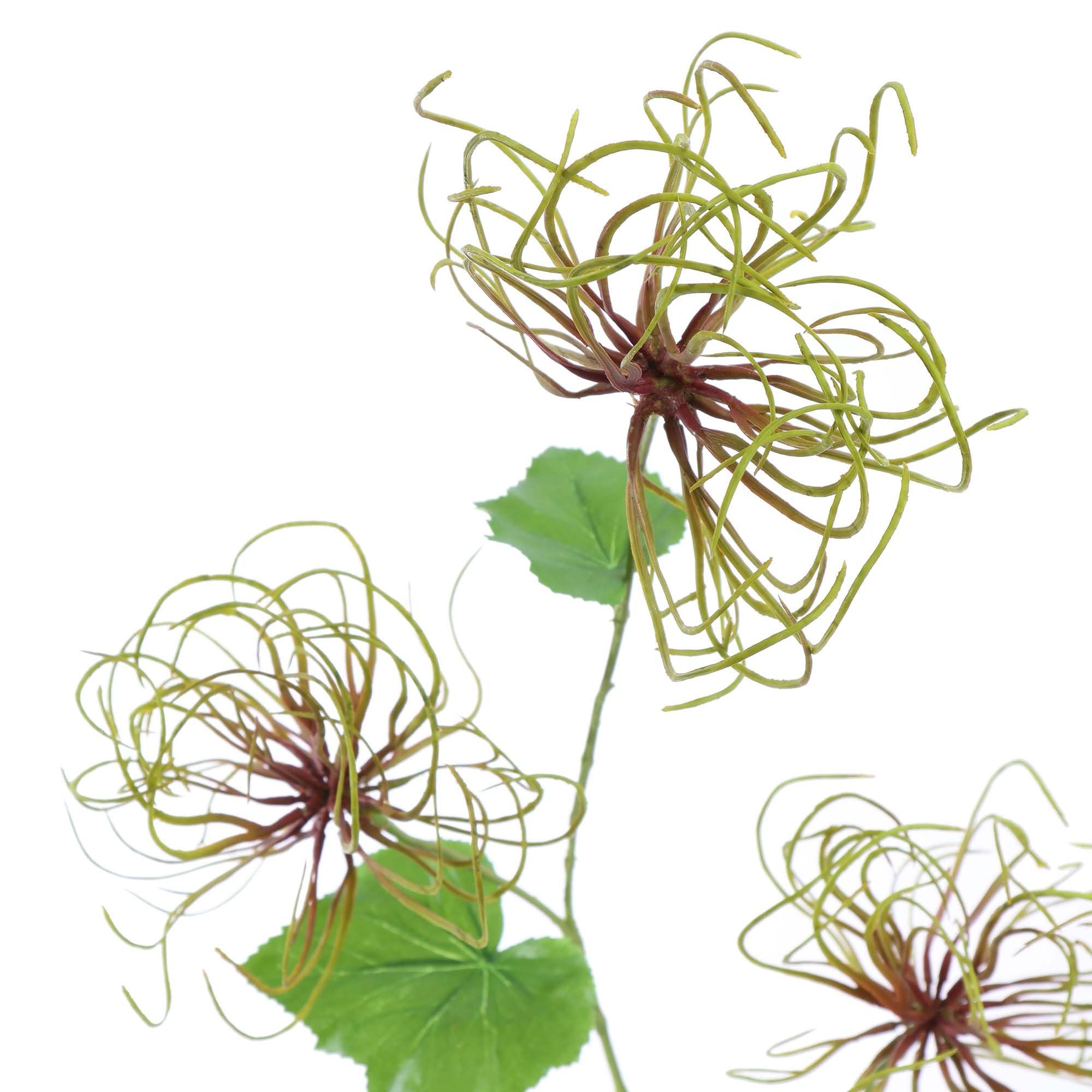 Seidenblumen | Clematis Grün