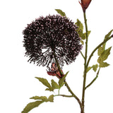 Seidenblumen | Bärenklau Lavendel