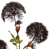 Seidenblumen | Bärenklau Lavendel