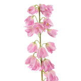 Seidenblumen | Fritillaria Rosa