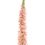 Seidenblumen | Eremurus Pink