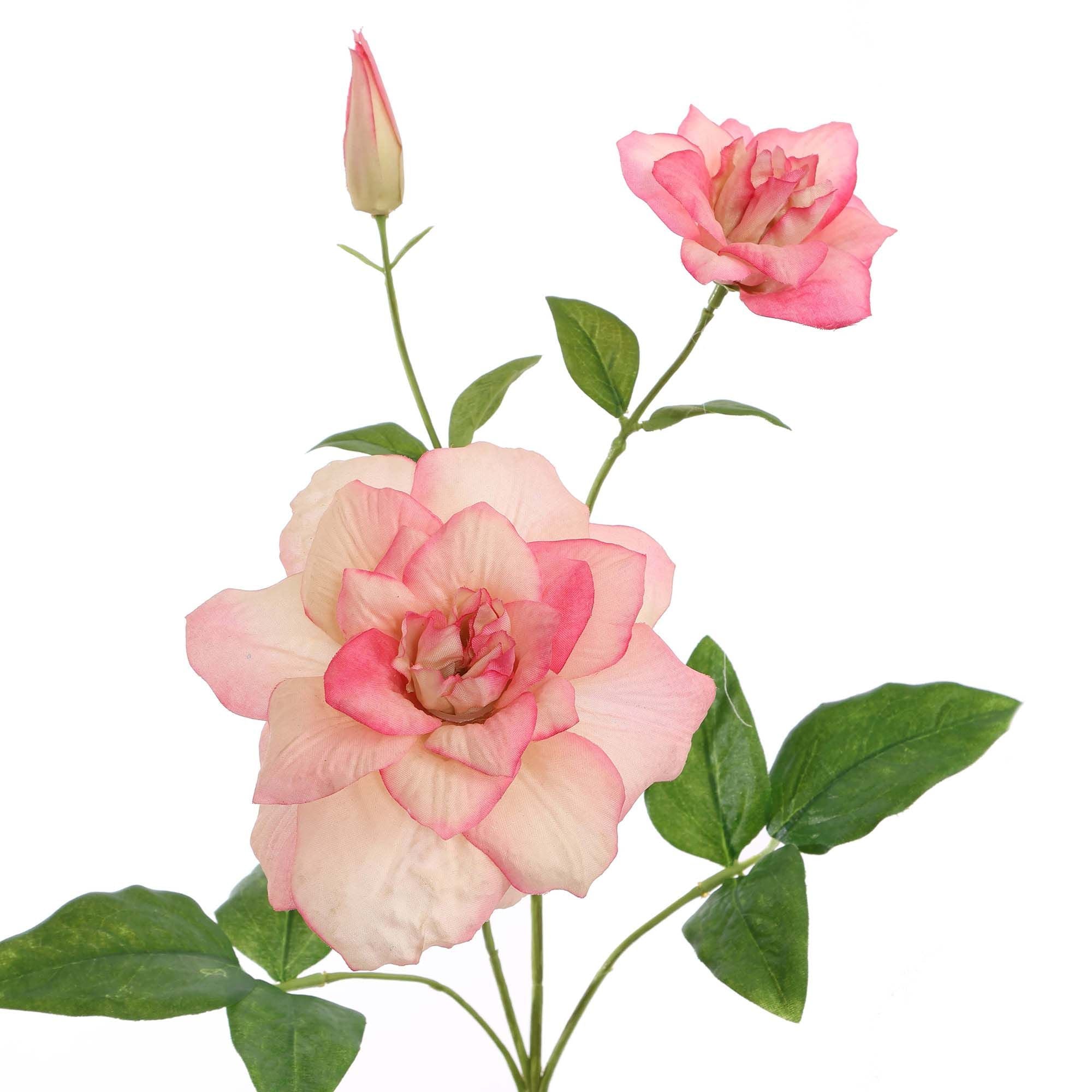 Seidenblumen | Clematis Rosa