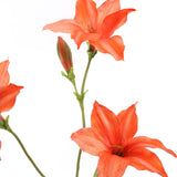Seidenblumen | Hippeastrum Lachs