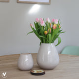 Vaas |Tasman S ivory